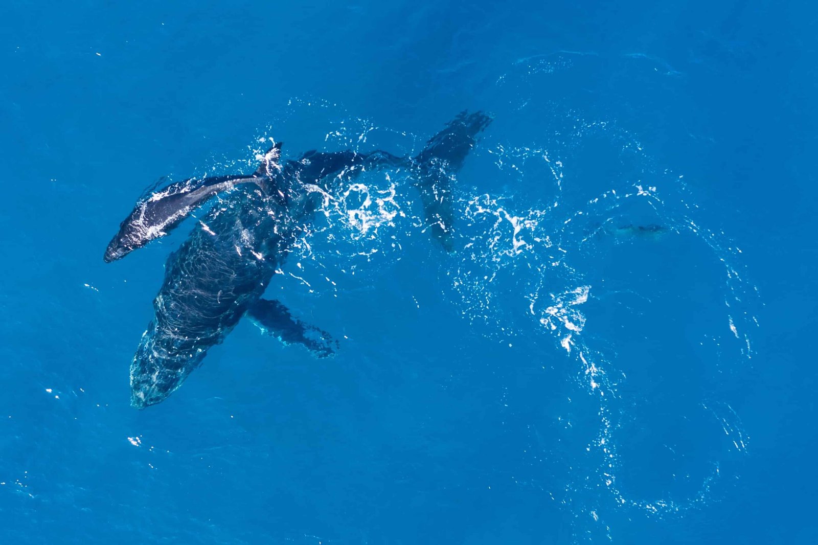 Avistamiento de ballenas jorobadas cerca de Bahía Solano en temporada