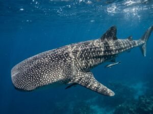 iburón ballena nadando en las aguas azul profundo del Pacífico colombiano